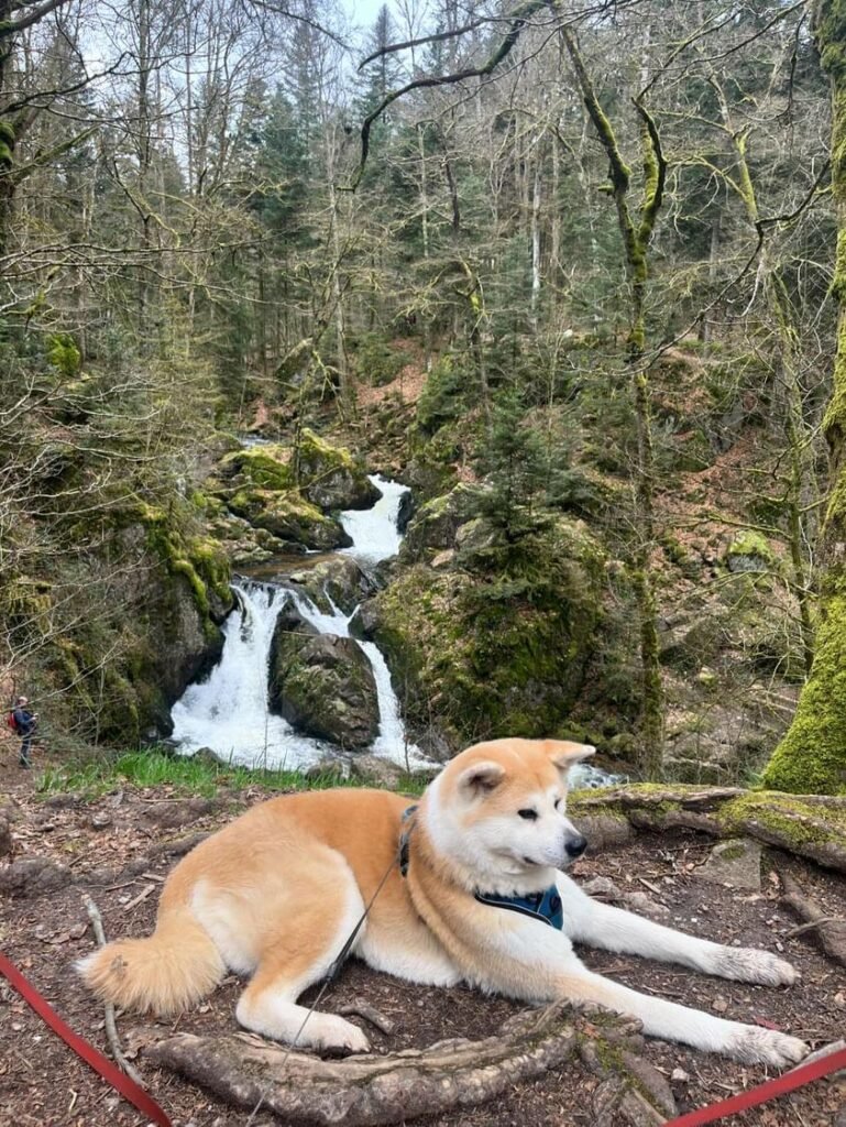 elevage akita inu
