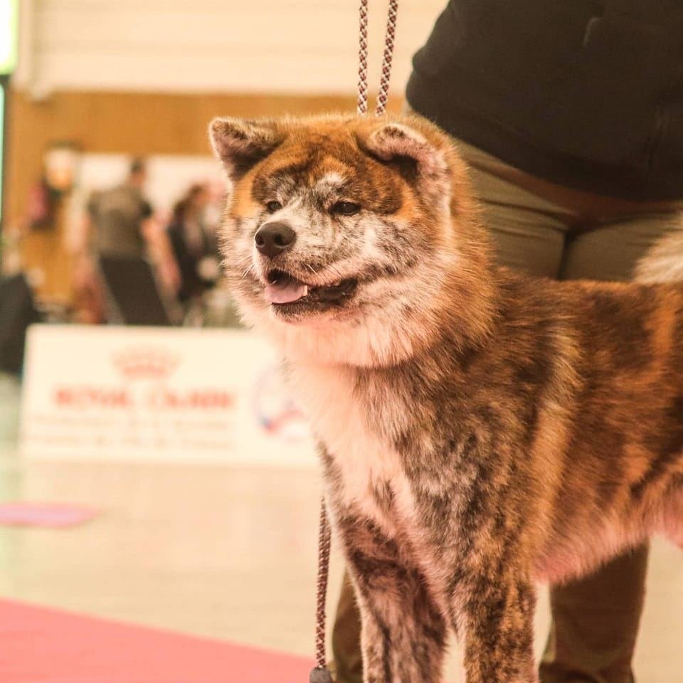 elevage akita inu