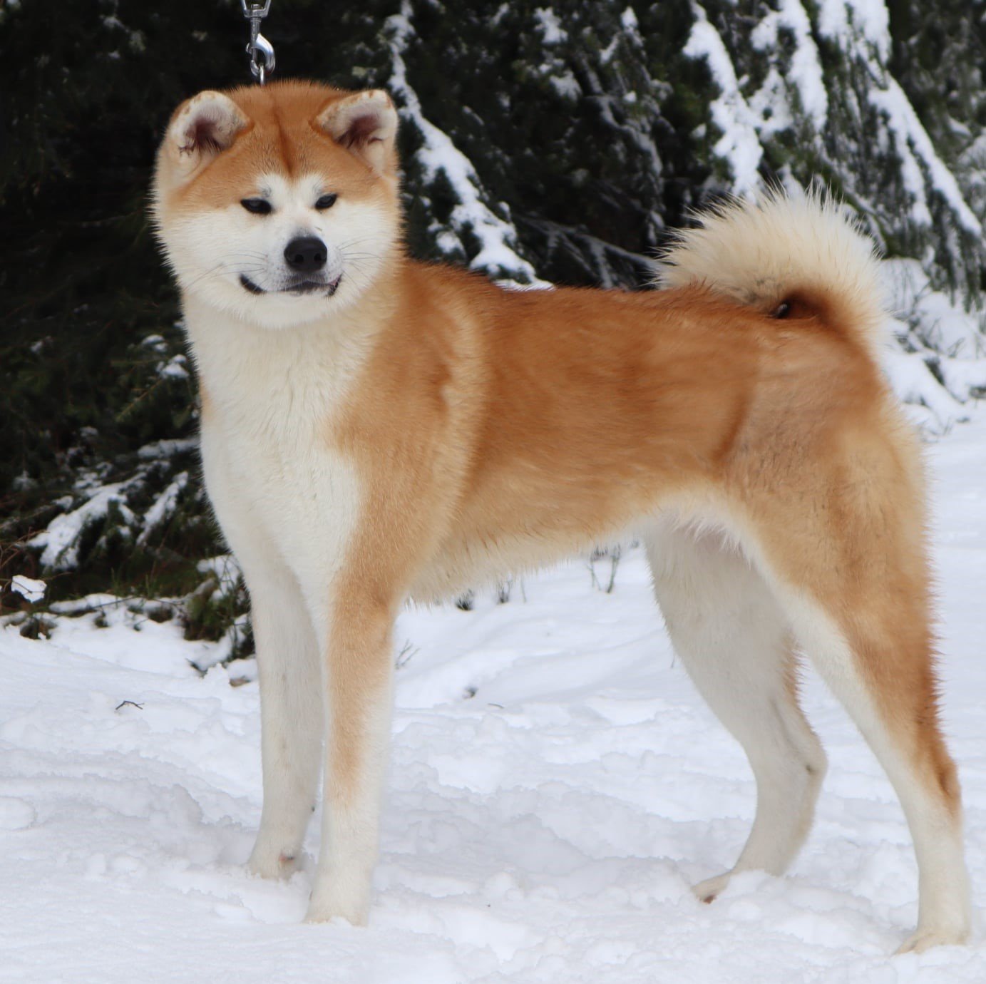 standard de l'akita inu