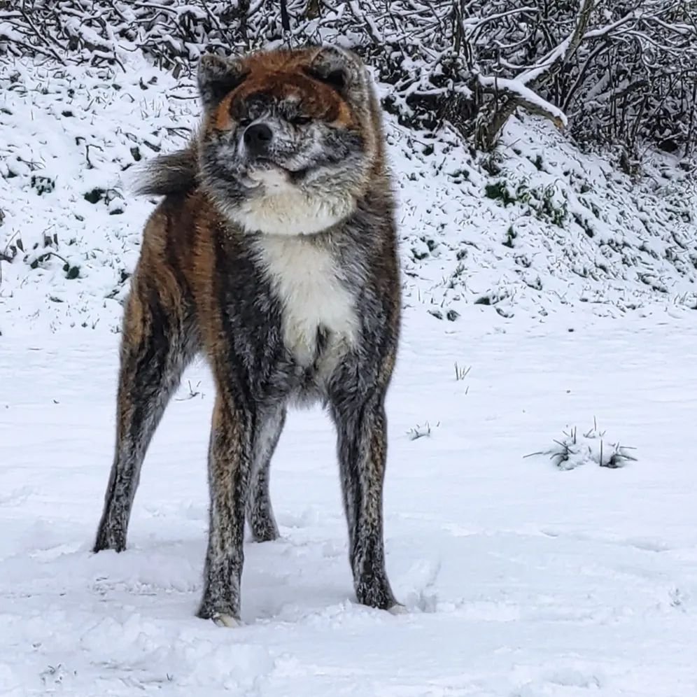 akita inu occitanie