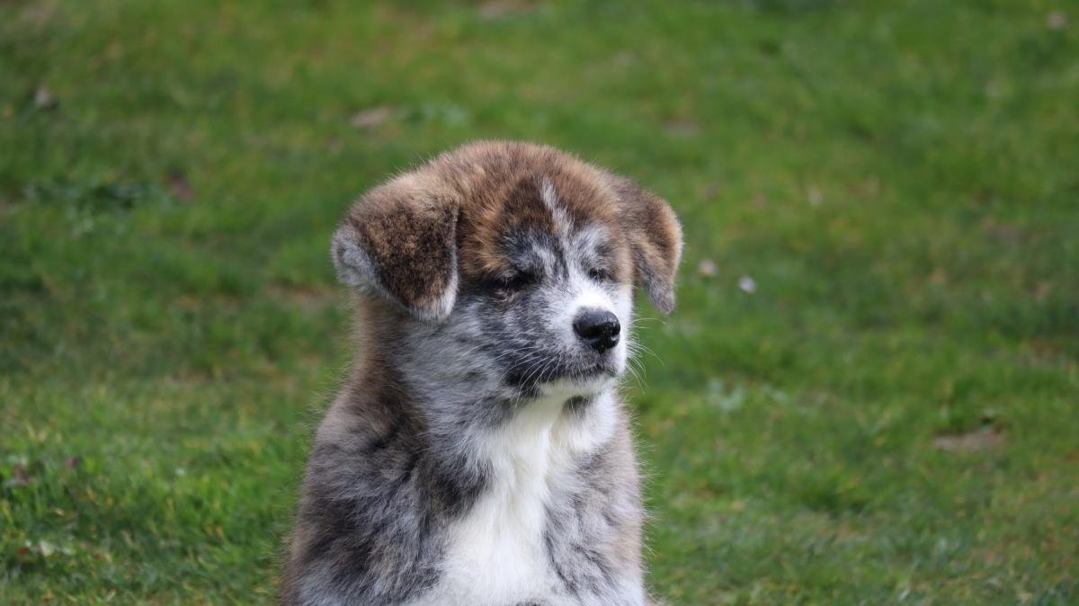chiot akita inu
