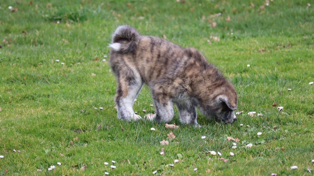 chiot akita inu
