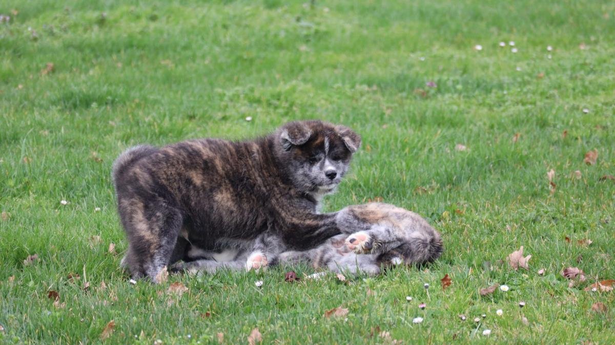 chiot akita inu